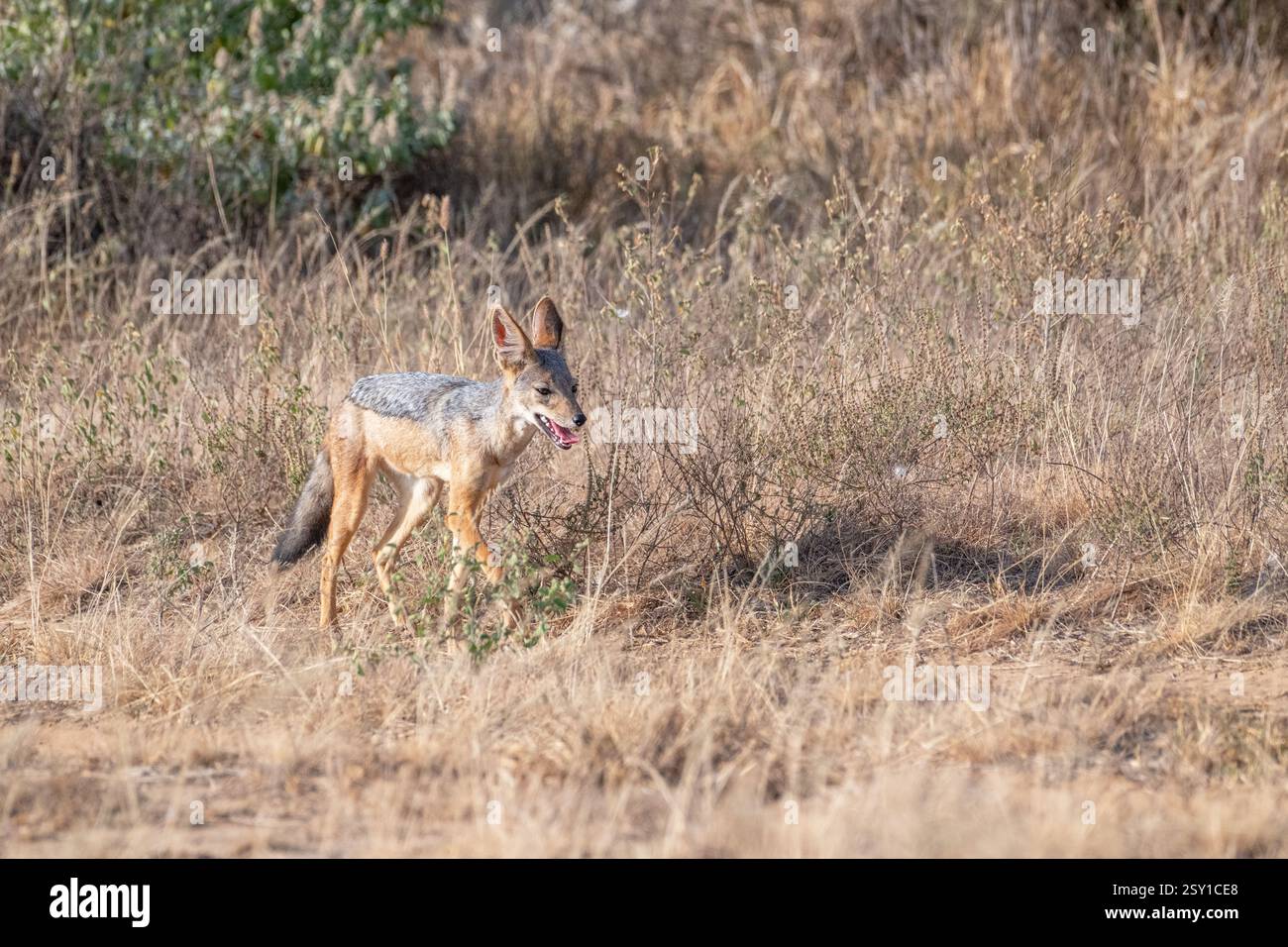 Schwarzschakal (Canis mesomelas), auch bekannt als Silberschakal Stockfoto