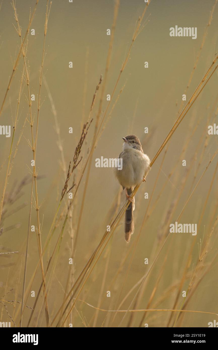 Weißbrauen-Wren-Gras-Gras im Ranthambhore-Nationalpark in Indien, während der Winter nebelig ist Stockfoto