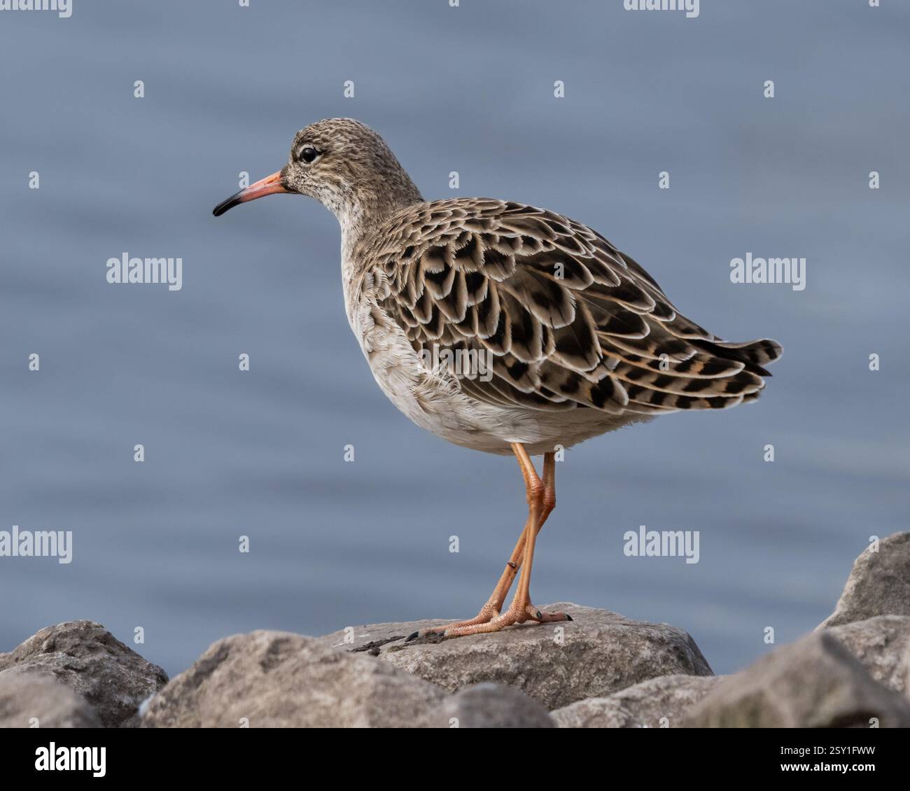 Ruff Stockfoto