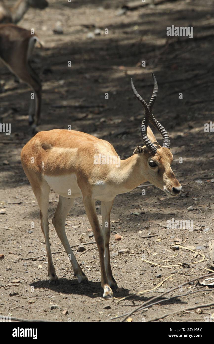 Chinkara Hirsch Jamshedur Zoo Jharkhand Indien Asien Stockfoto