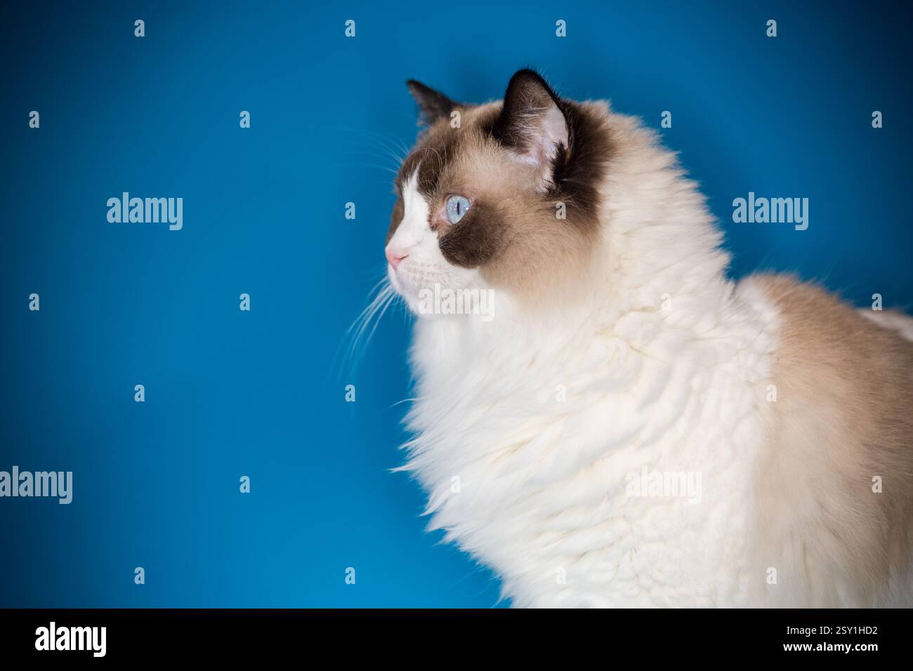 Schöne Ragdoll-Katze mit weißem und braunem Fell. Stockfoto