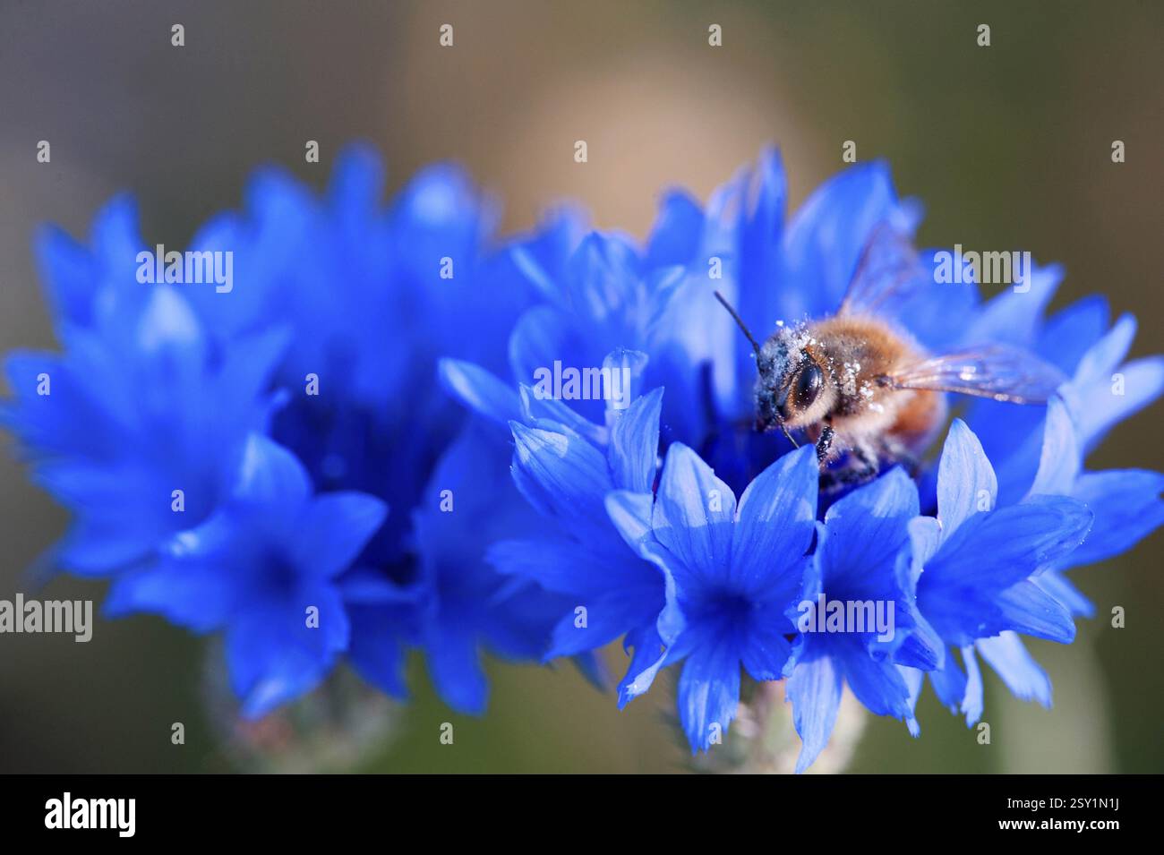 Bachelor-Taste Blume, Himachal Pradesh, Indien, Asien Stockfoto