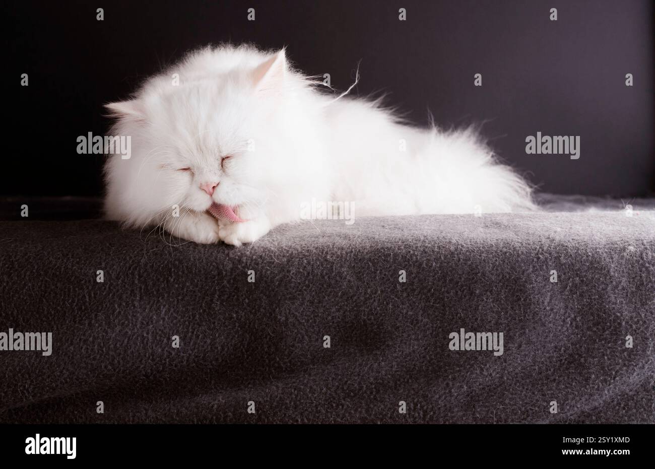 Flauschige weiße Katze, die sich selbst reinigt Stockfoto