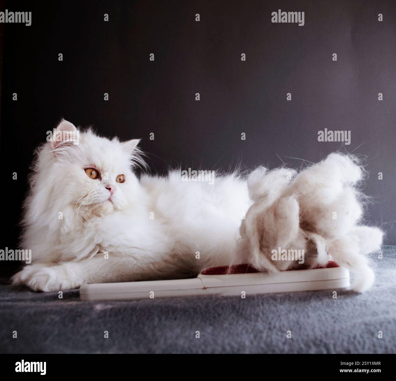 Flauschige weiße Katze neben einem großen Katzenhaar Stockfoto