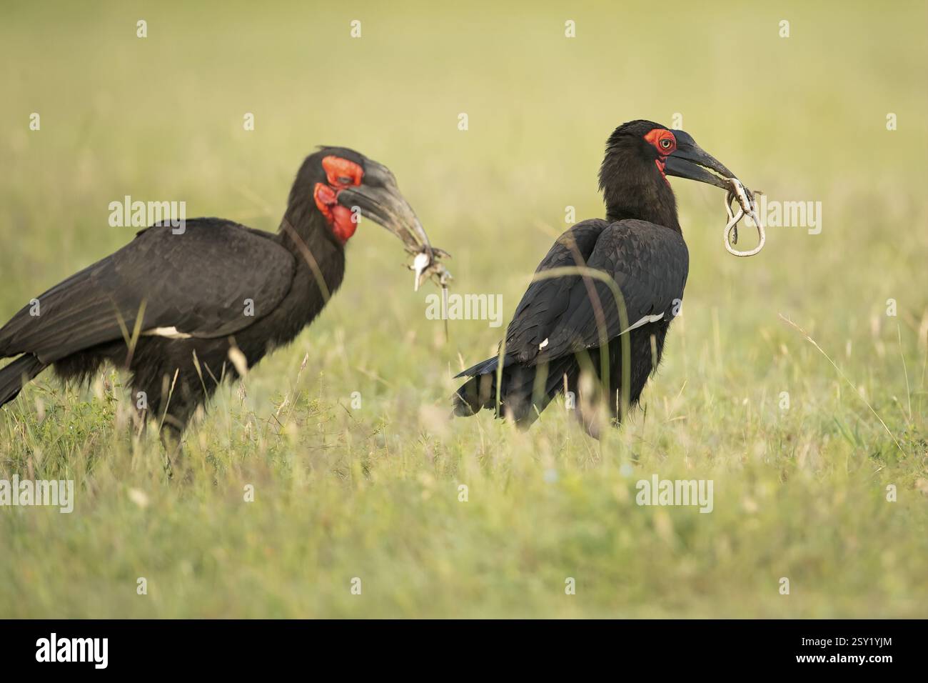 Ein Paar von Southern Ground Hornbills mit Schlangen und andere Reptilien im Schnabel zum Nest in Masai Mara Tierschutzgebiet in Kenia Stockfoto