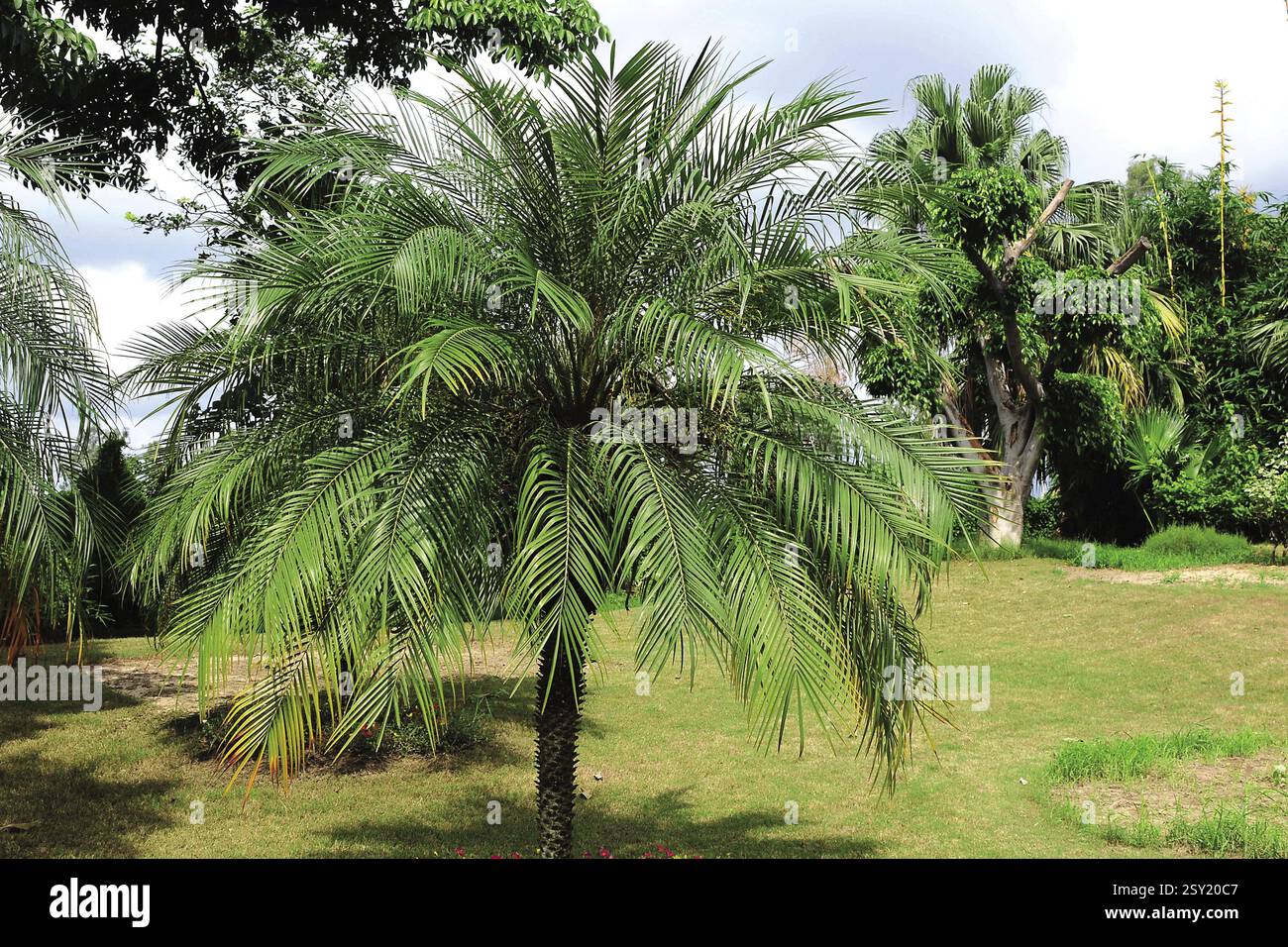 Baum, Indien, Asien Stockfoto