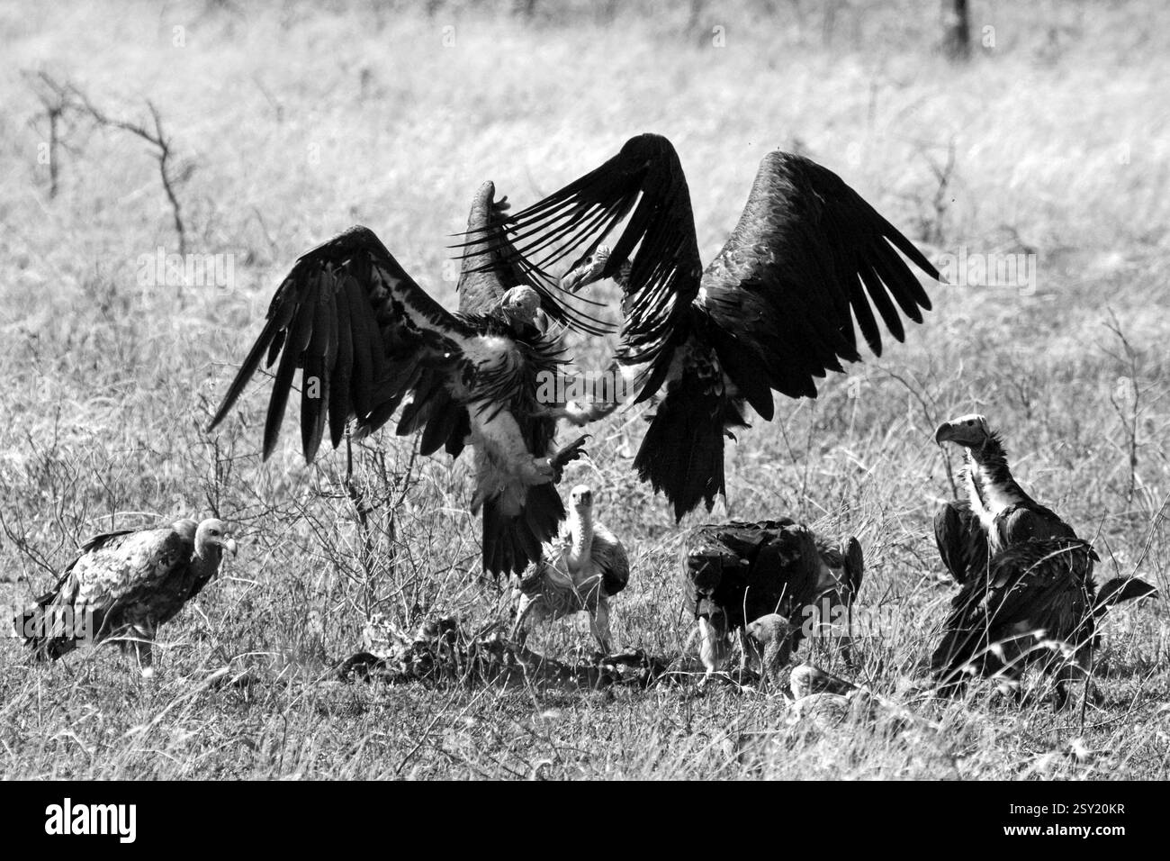 Geierkämpfe, serengeti-Nationalpark, tansania Stockfoto