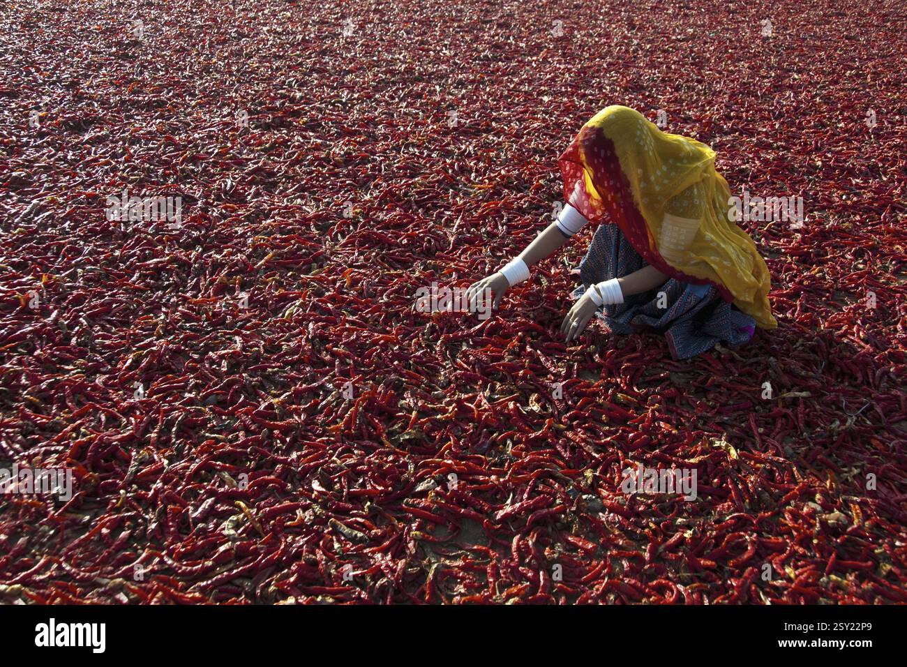 Frau im Dorf Rajasthani, die im Chili-Feld arbeitet, Jodhpur Rajasthan Indien MR#786 Stockfoto