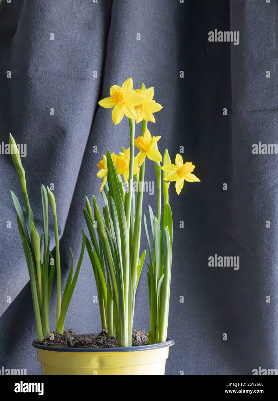 Narzissen vor dunkelgrauem Hintergrund. Stockfoto