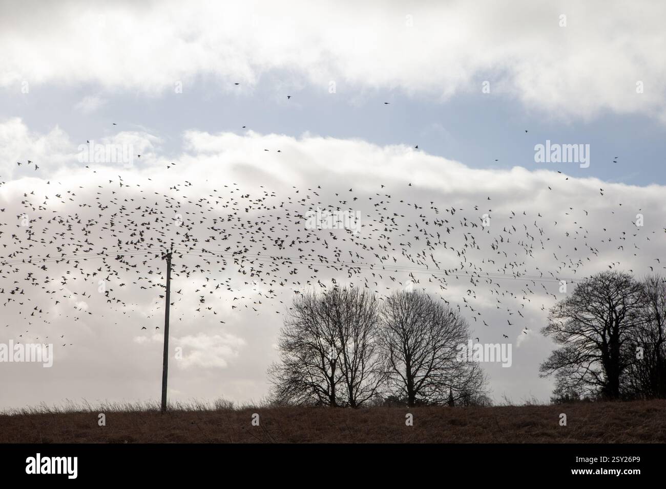 Herde von Rotflügelturdus iliacus und Fieldfare Turdus pilaris über der Überwinterung in Shropshire England Stockfoto