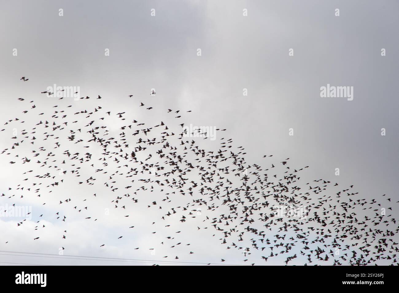 Herde von Rotflügelturdus iliacus und Fieldfare Turdus pilaris über der Überwinterung in Shropshire England Stockfoto