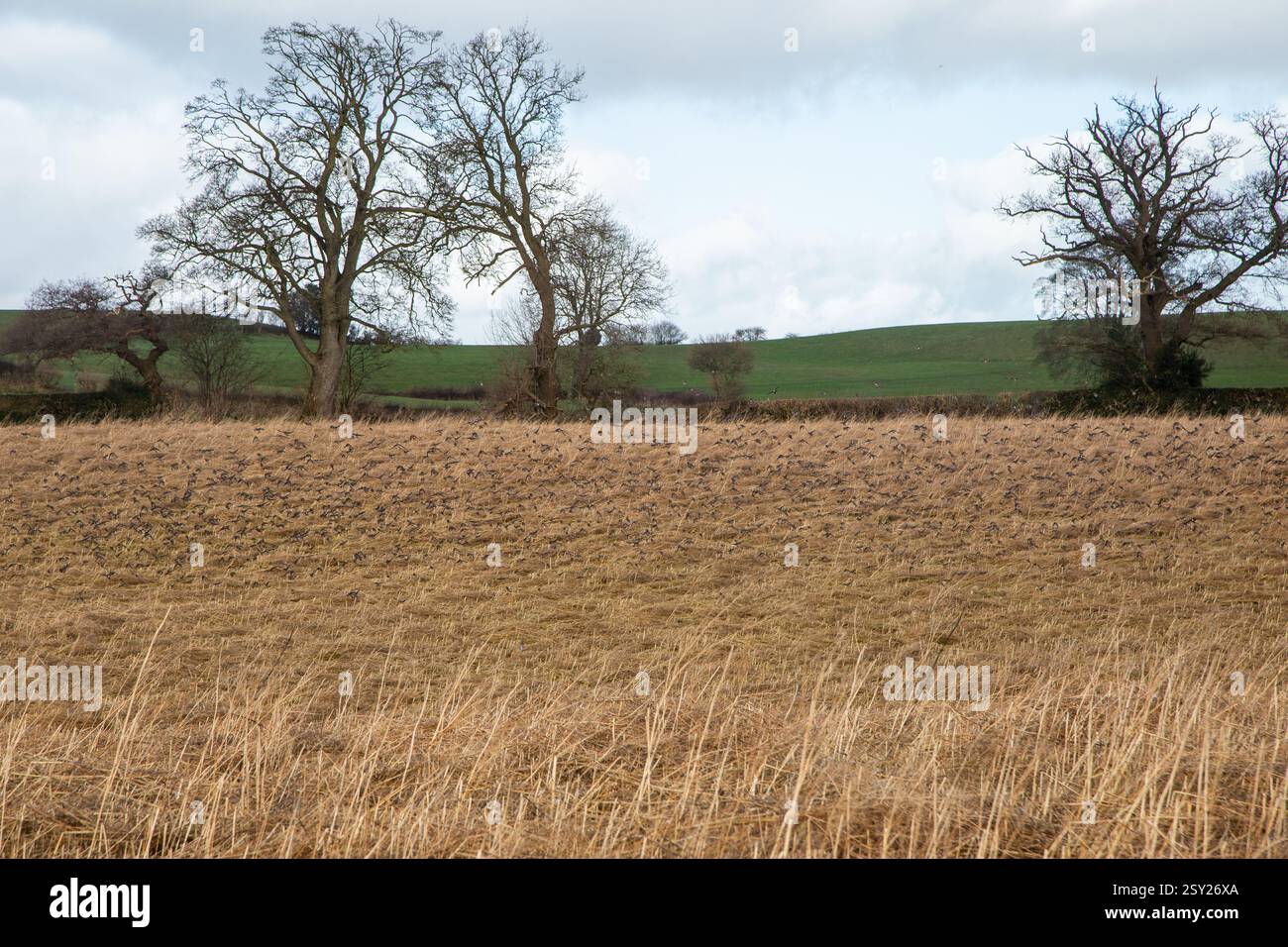 Herde von Rotflügelturdus iliacus und Fieldfare Turdus pilaris über der Überwinterung in Shropshire England Stockfoto