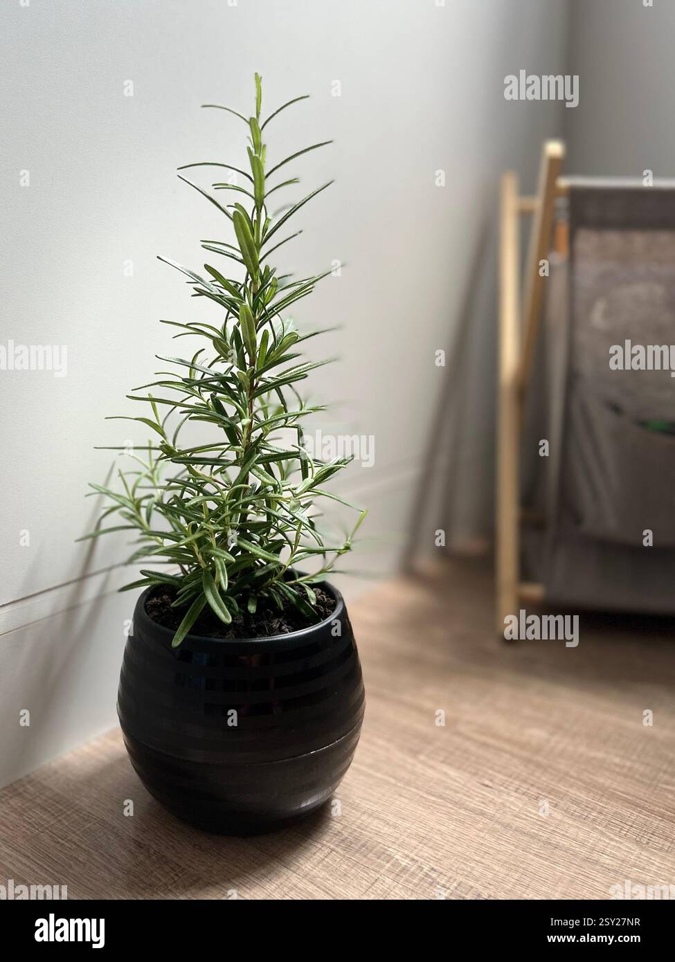 Rosemary - Smartphone-aufgenommenes Stockfoto