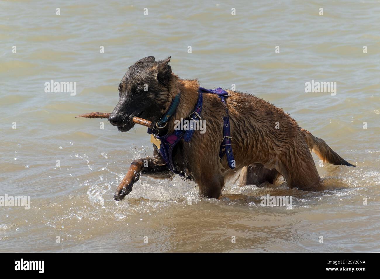 Der junge Belgische Schäferhund holt mit Begeisterung einen Stock aus dem Wasser und zeigt Agilität und spielerischen Geist. Perfektes Bild für Themen von aktivem pe Stockfoto