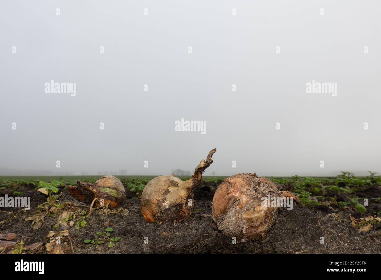Verrottet Zwiebeln im Winter, nach der Ernte auf dem Feld Stockfoto