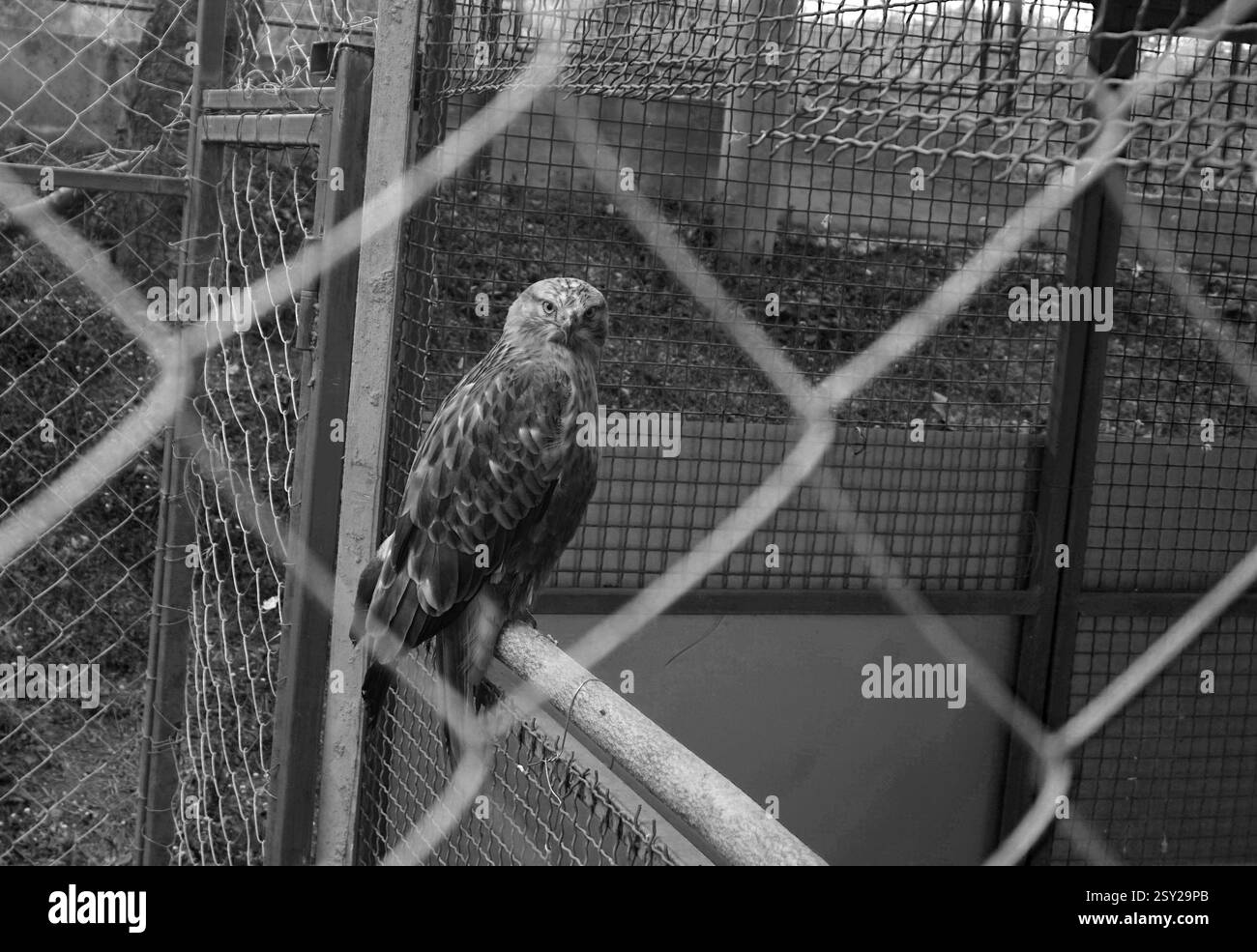 Caged Majesty: Der Wachsame Rotschwanzfalke. Schwarzweißbild. Stockfoto