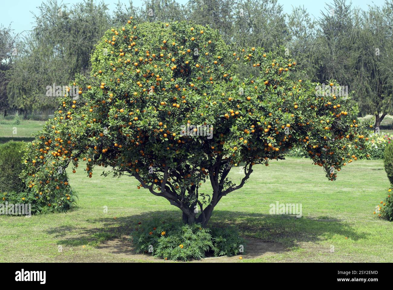 Orangenbaum im Garten des Lotus Tempel, Delhi, Indien, Asien Stockfoto