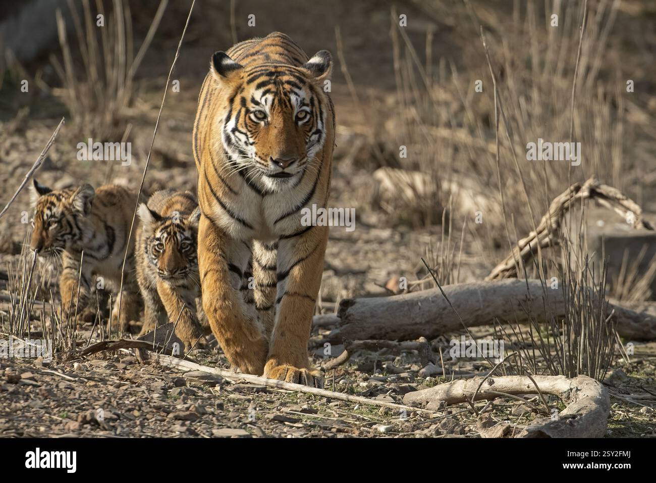 Königlicher bengalischer Tiger mit zwei kleinen Jungen im Schlepptau, die sich im Trockenwald des Ranthambore Tiger Reservats in Indien, Asien nähern Stockfoto
