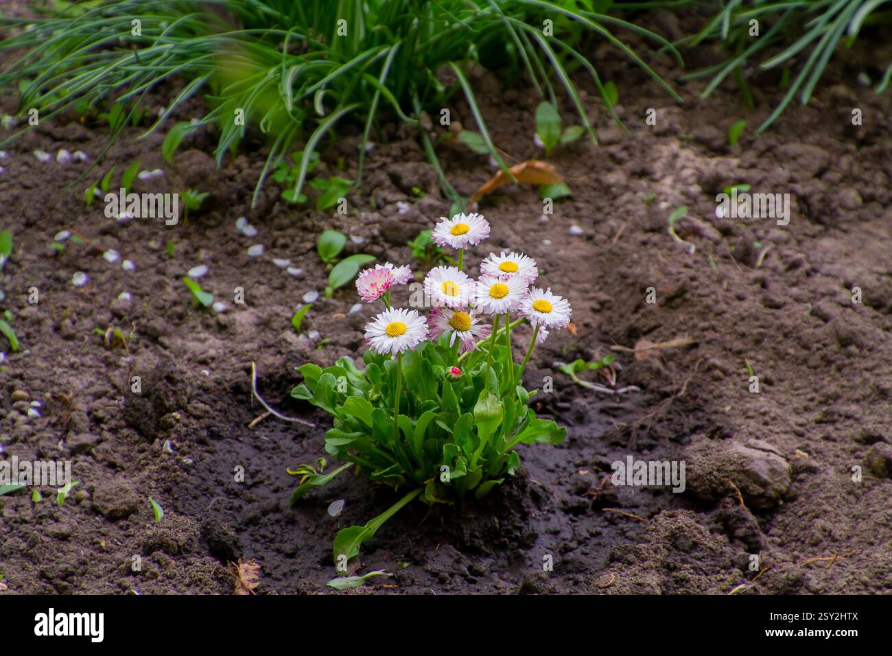 Eine kleine Gruppe zarter weißer und rosafarbener Gänseblümchen mit gelben Zentren, die in reichem Boden wachsen und von grünem Laub umgeben sind. Eine friedliche und natürliche Quelle Stockfoto