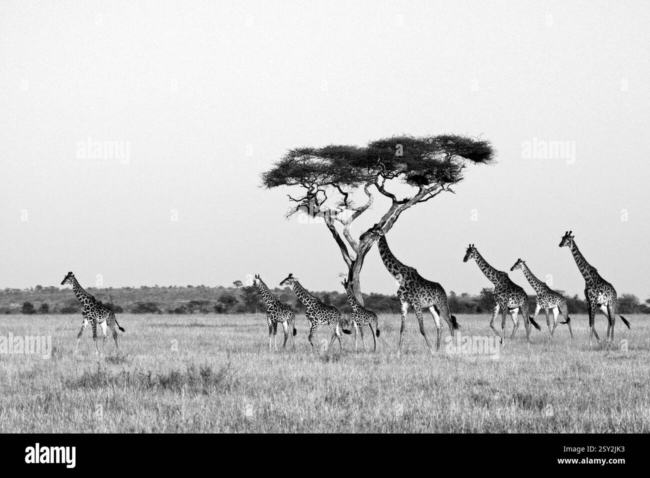 Giraffen Wandern im serengeti-Nationalpark, tansania Stockfoto