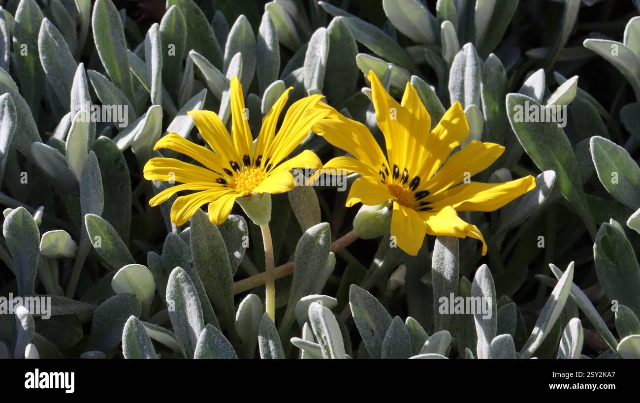 Zwei gelbe Blüten im Vordergrund von Gazania rigens und im Hintergrund seine grauen Blätter. Sonniger Frühlingstag. Stockfoto