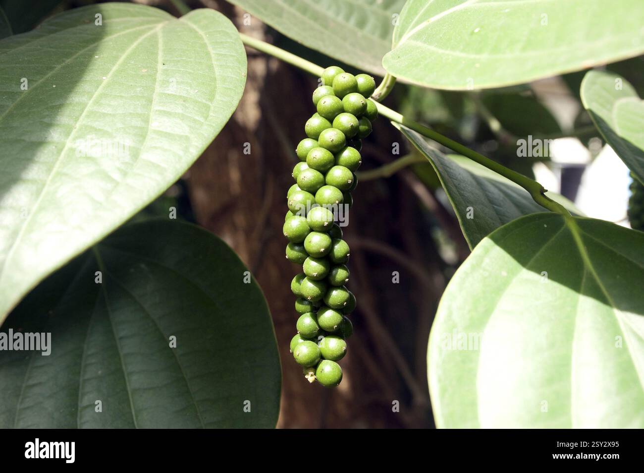 Reihe von grünem Pfeffer Samen, Kollam, Kerala, Indien, Asien Stockfoto