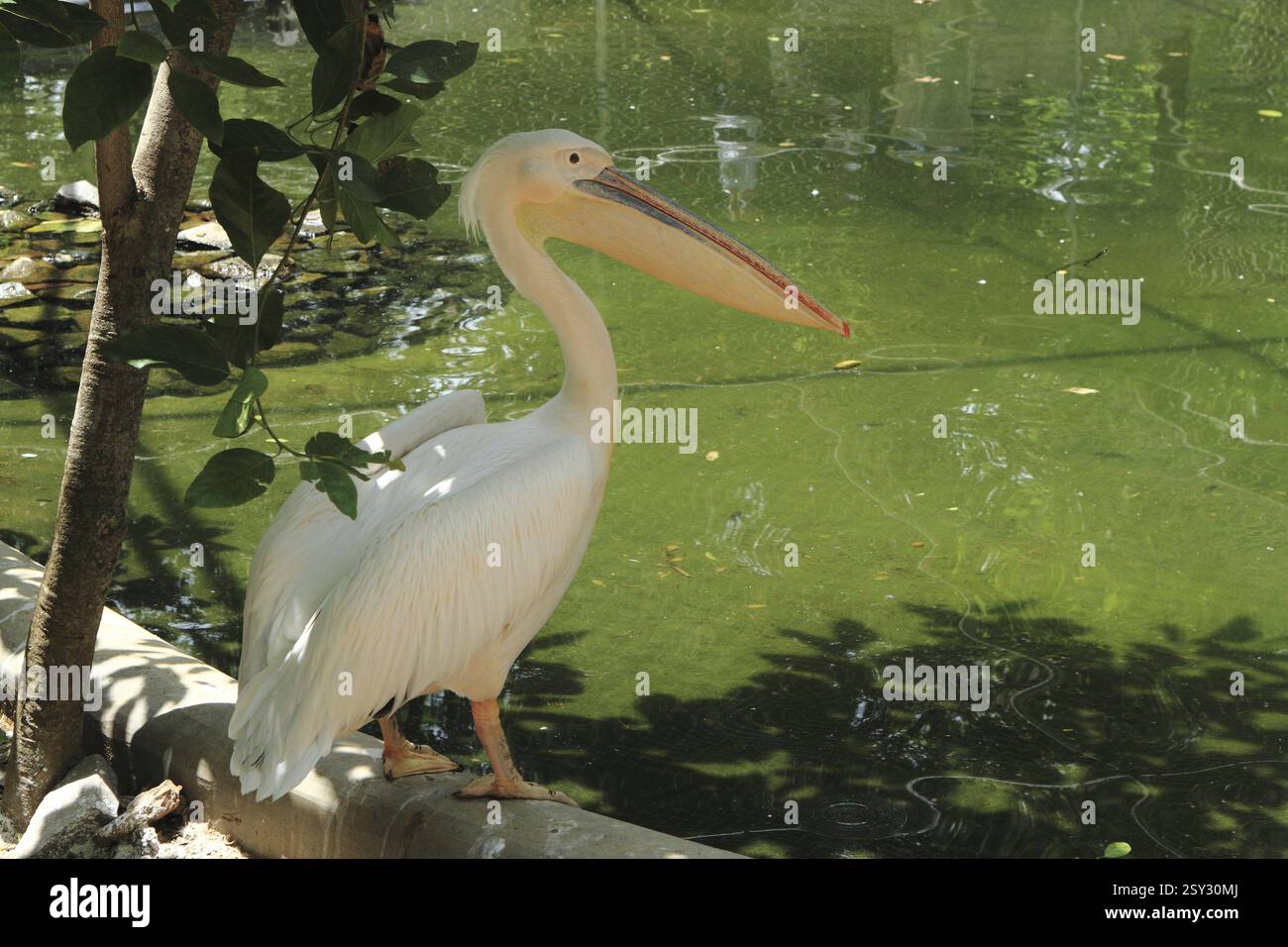 Rosigen Pelikan aus Jamshedpur Zoo Jharkhand Indien Asien Stockfoto