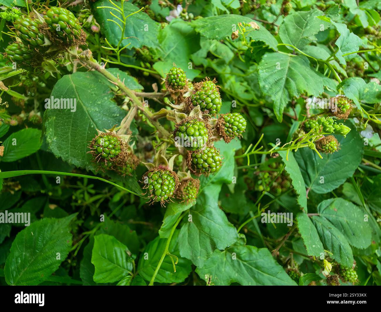 Unreife Brombeeren wachsen in einer Gruppe auf einem Brombeerbusch, umgeben von breiten gezackten Blättern und üppigem grünem Laub in einer gemäßigten Umgebung im Freien. Stockfoto