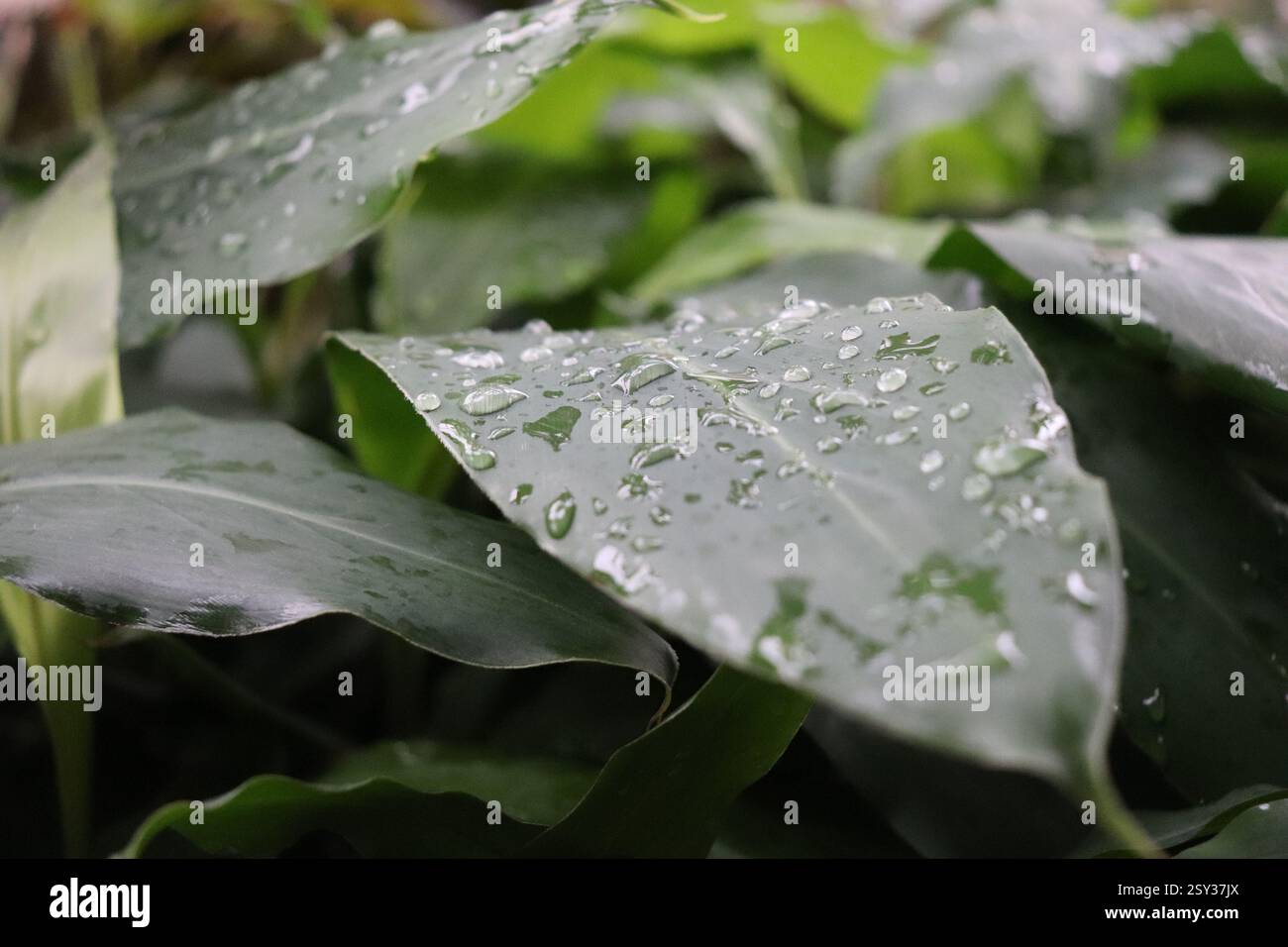 Wassertropfen auf den Blättern Stockfoto