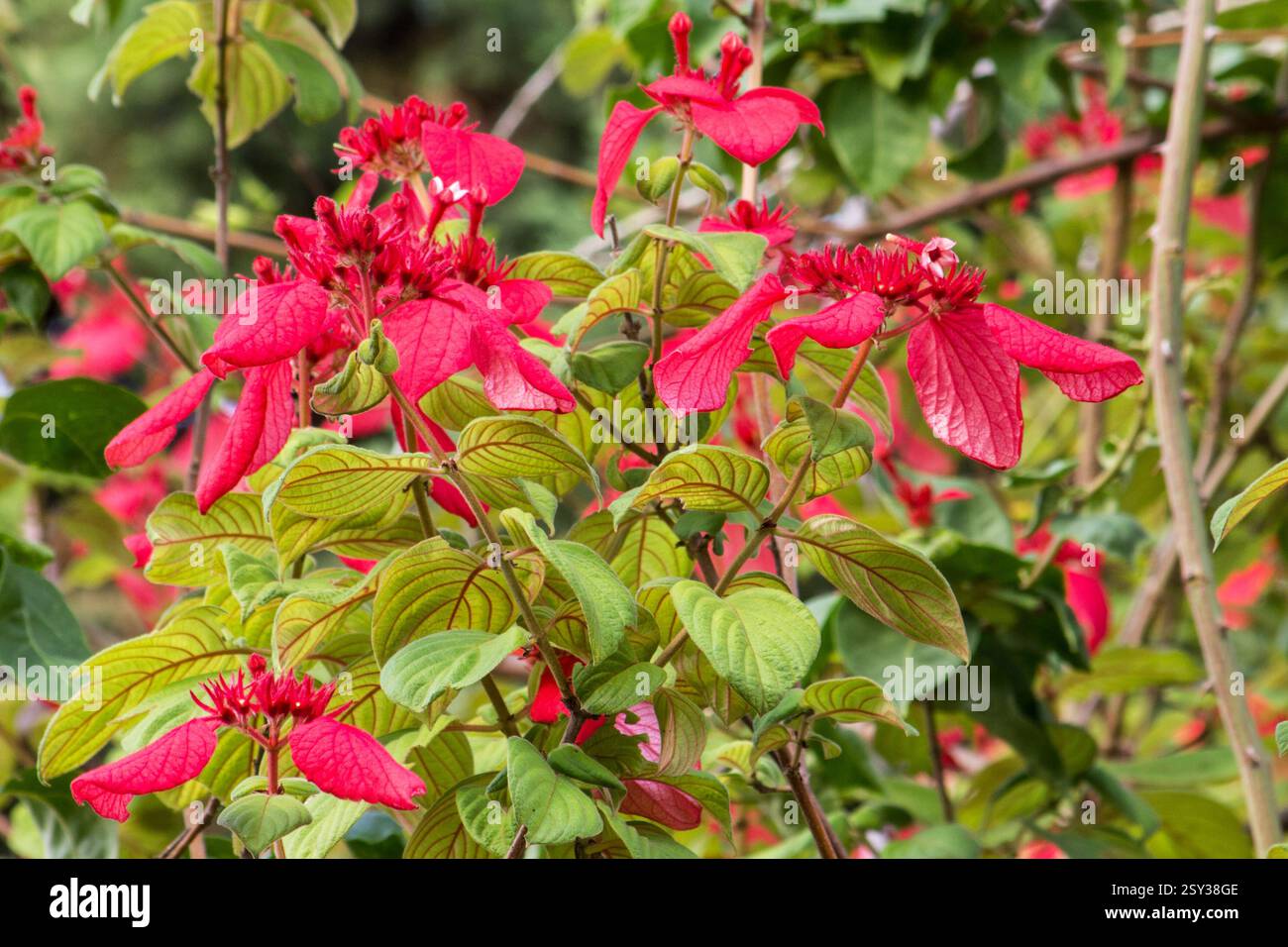 Quisqualis falcata – Mussaenda erythrophylla in Blüte auf natürlichem Hintergrund Stockfoto