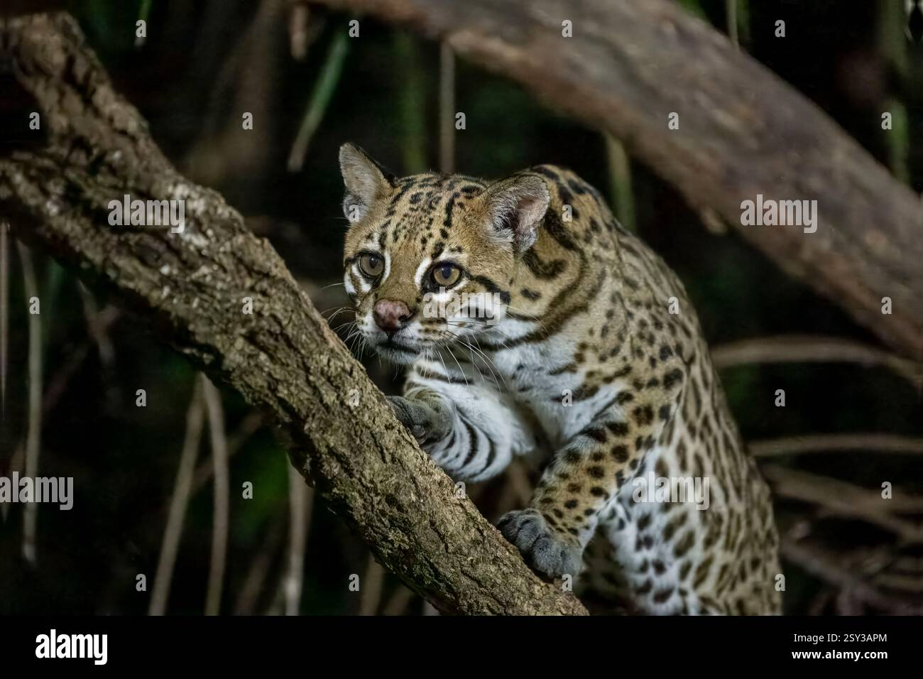 Ein Ocelot, Felis pardalis, läuft auf einem Ast im nördlichen Pantanal-Gebiet Brasiliens. Stockfoto