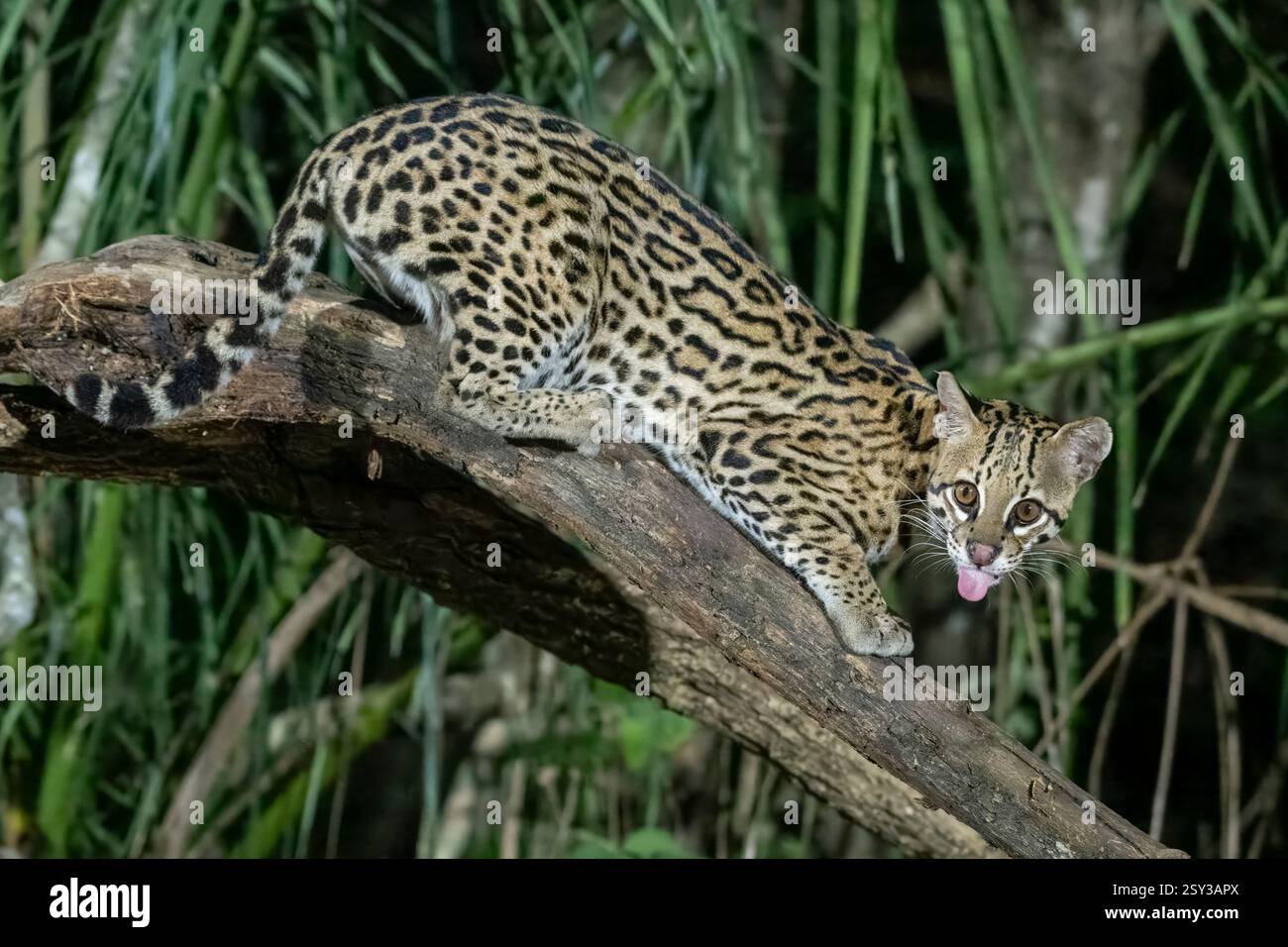 Ein Ocelot, Felis pardalis, steht auf einem Zweig im nördlichen Pantanal in Brasilien. Stockfoto