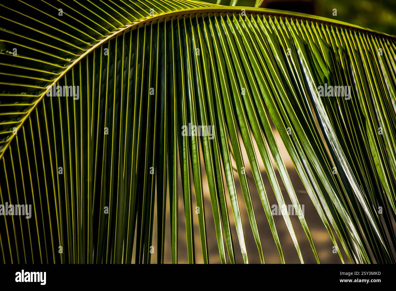 Blatt einer Palme. Das Blatt ist grün und hat eine braune Spitze. Das Blatt ist lang und dünn Stockfoto