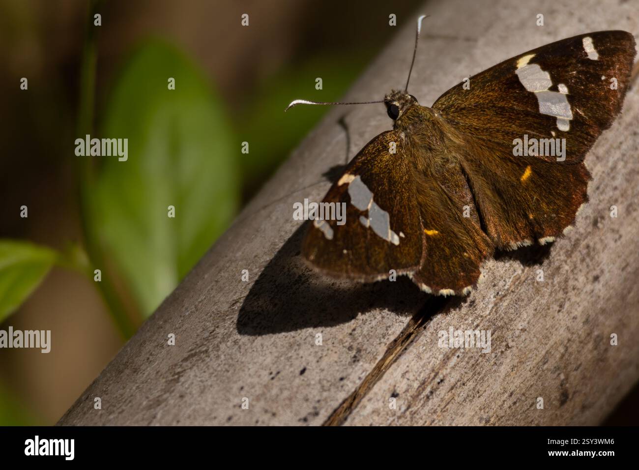 Nahaufnahme eines gewöhnlichen Fleckenflachschmetterlings (Celaenorrhinus leucocera), der tagsüber im Sommer im Wald seine Flügel ausbreitet. Stockfoto