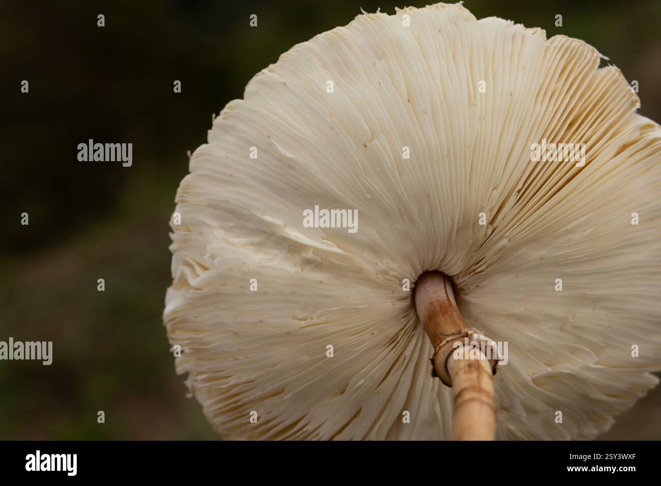 Nahaufnahme der Unterseite des weißen Pilzes mit seinen zarten Kiemen und Stielen. Ungenießbare giftige Pilze. Stockfoto