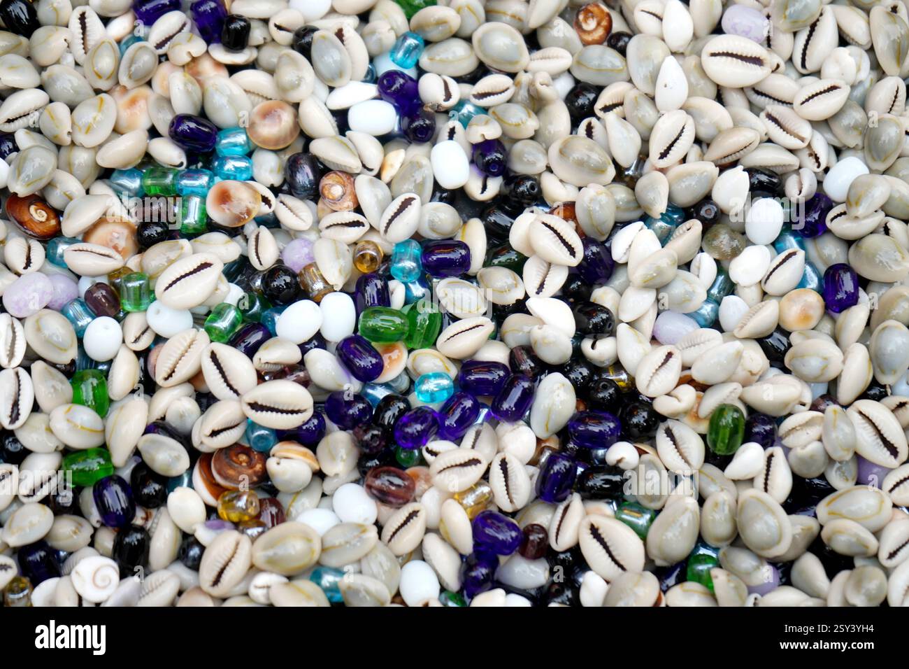 Sammlung von Cowrie-Muscheln aus dem Meer Stockfoto