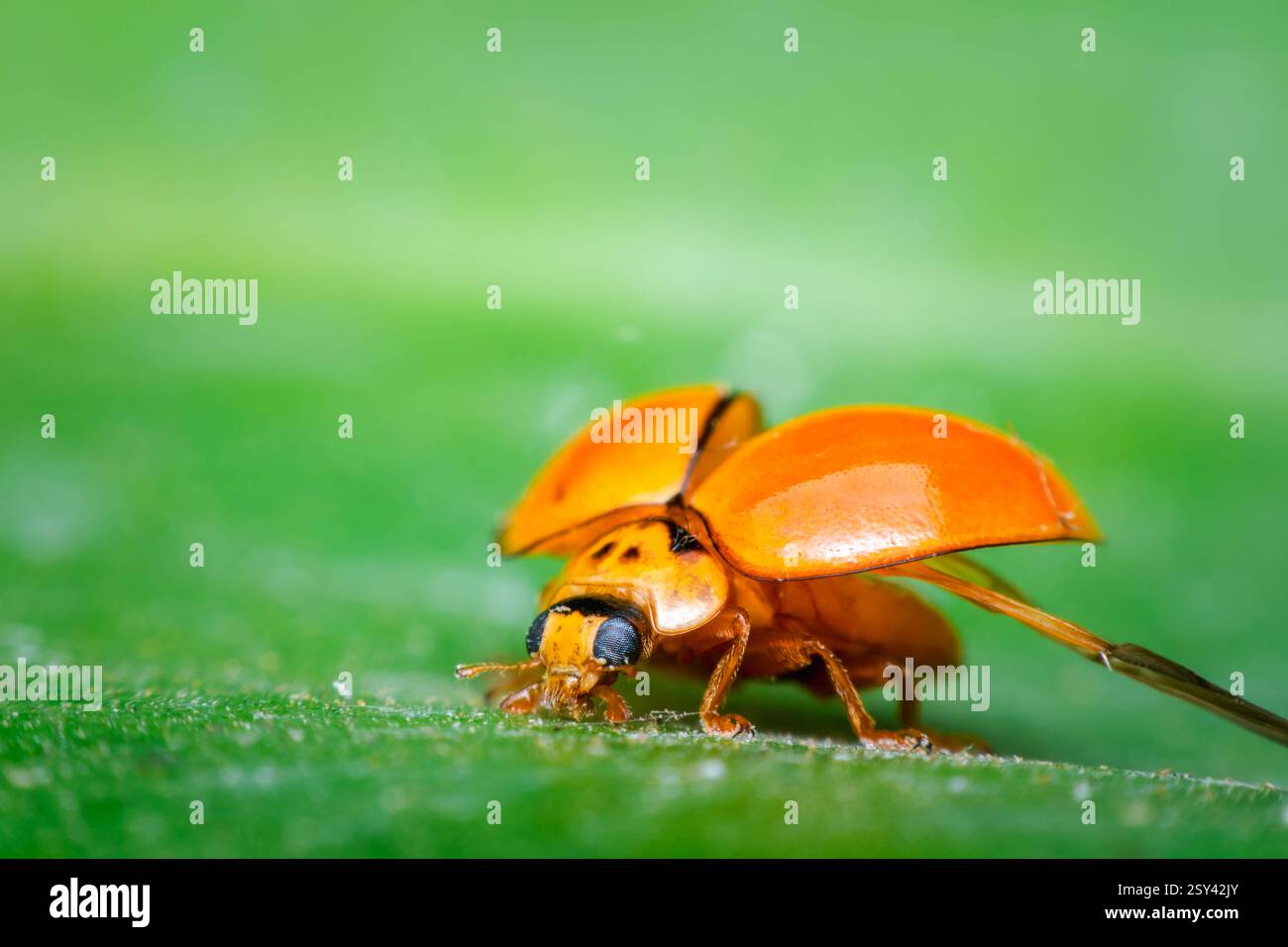 Makro von Käfer-Insekten (Marienkäfer) orange und Punkt schwarz Farbe nah auf dem grünen Blatt oder lassen Sie in der Natur Stockfoto