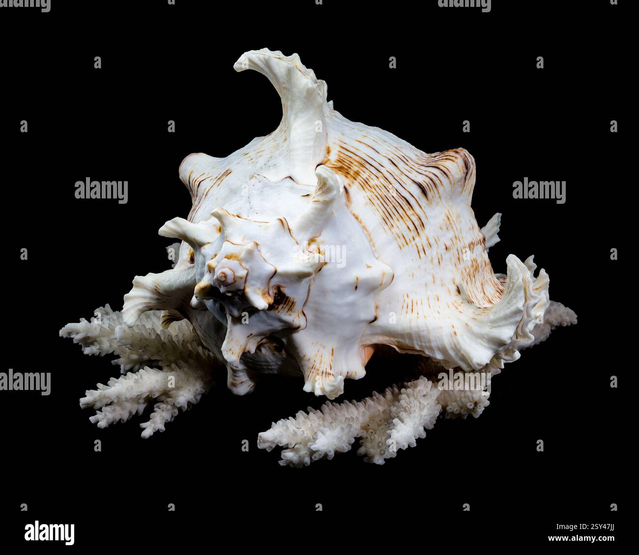 Chicoreus ramosus, allgemein bekannt als ramose murex Shell, auf weißen Korallen vor schwarzem Hintergrund Stockfoto