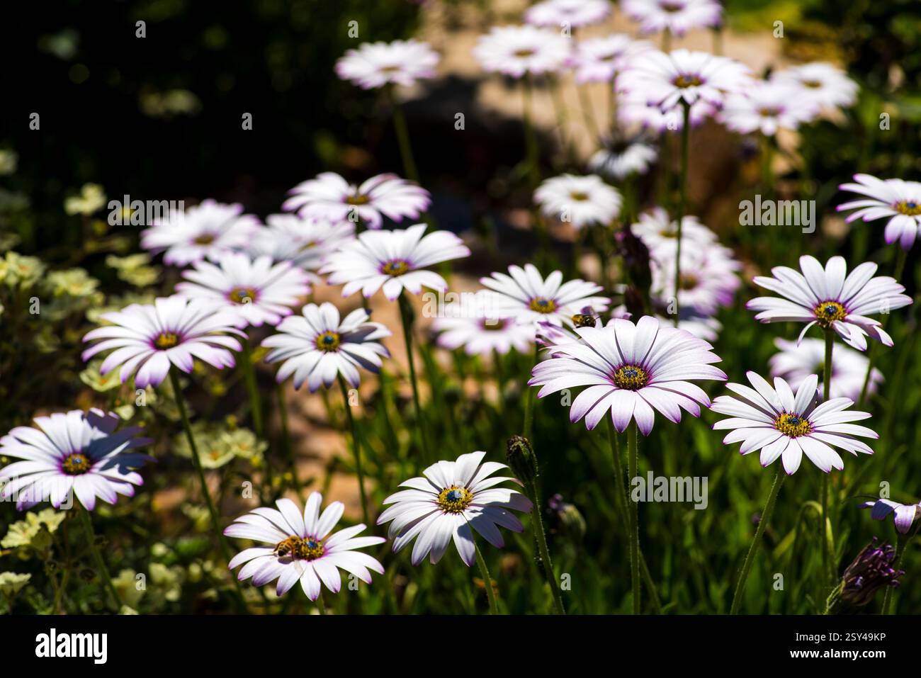 Blühende weiße und lila Blumen in einer sonnigen Gartenszene Stockfoto