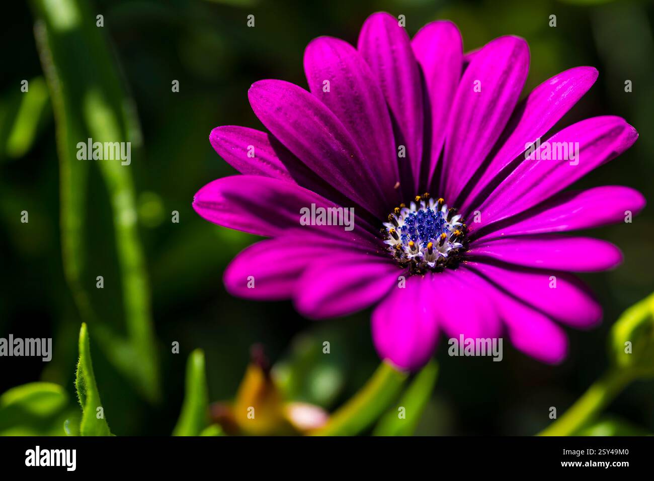 Makro lila Gänseblümchen mit lebendigen Blütenblättern und detailliertem Zentrum bei natürlichem Licht Stockfoto