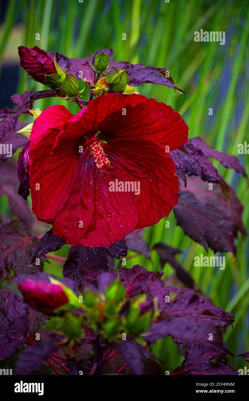 Lebendige Rote Hibiskusblüte Mit Tau Inmitten Üppiger Vegetation Stockfoto
