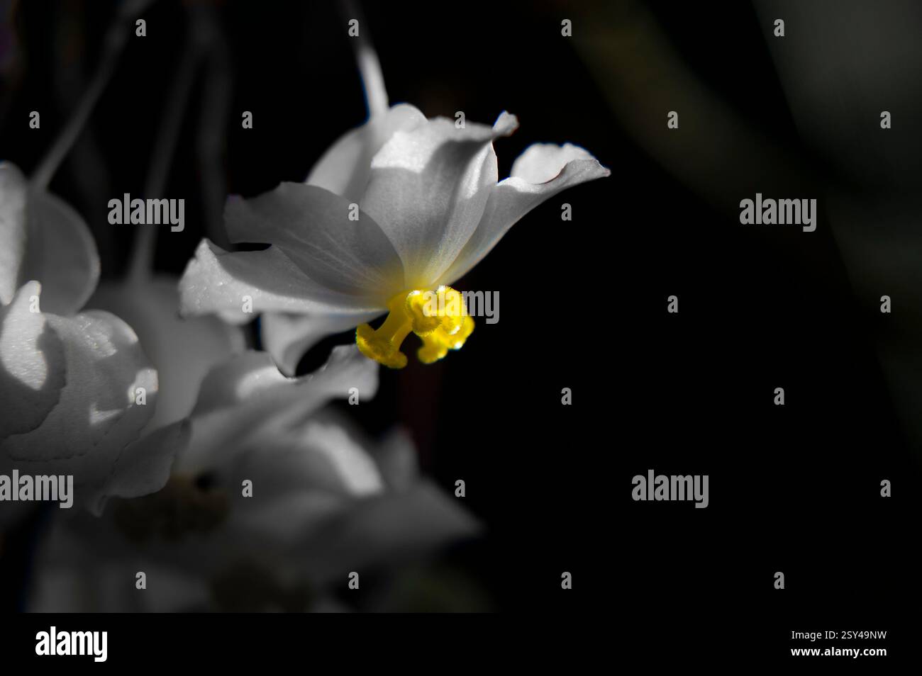 Nahaufnahme einer leuchtenden weißen und gelben Blume auf dunklem Hintergrund Stockfoto