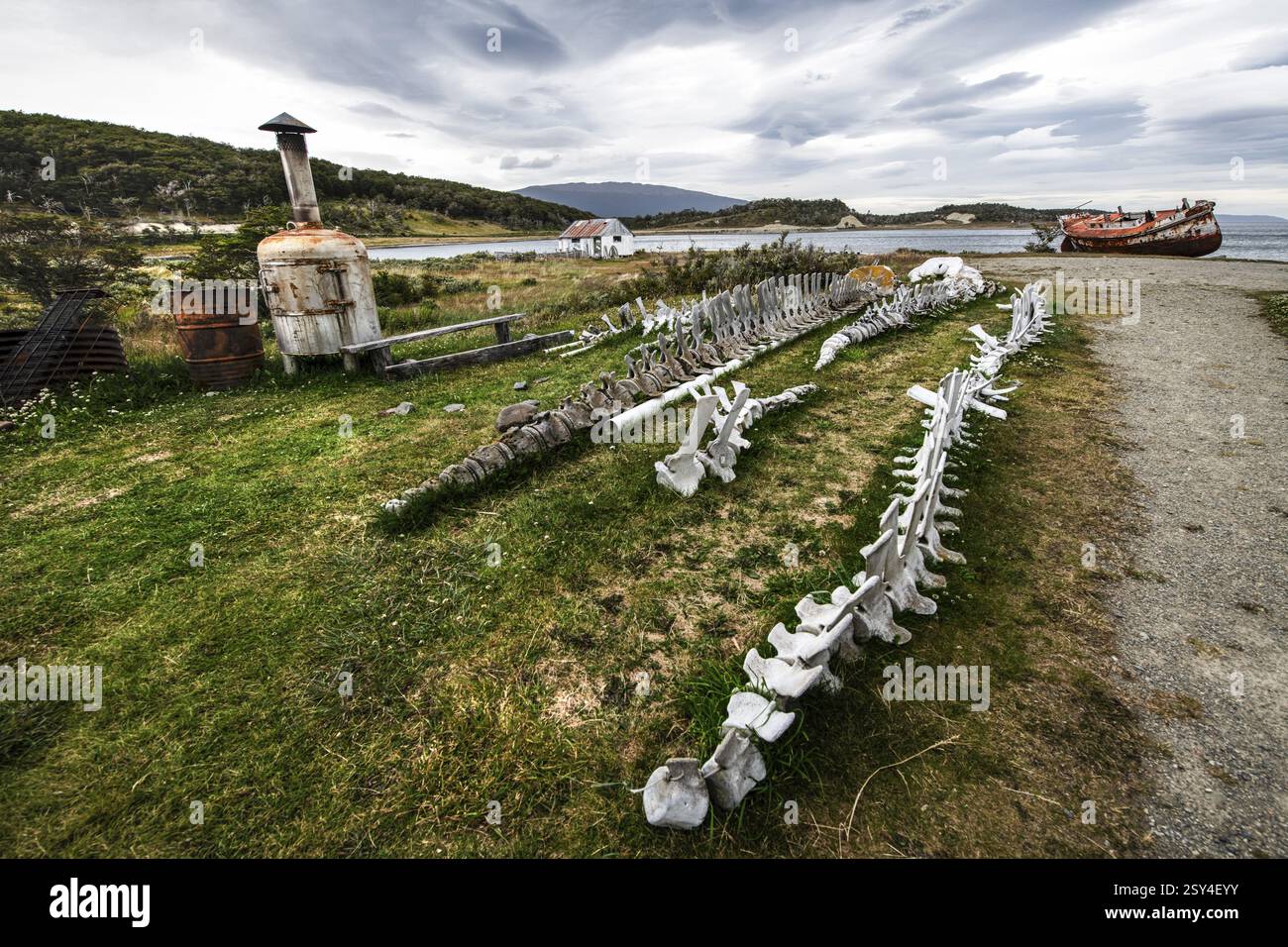 Walskelette vor Estancia Harberton, Beagle Channel, Ushuaia, Argentinien, Südamerika Stockfoto