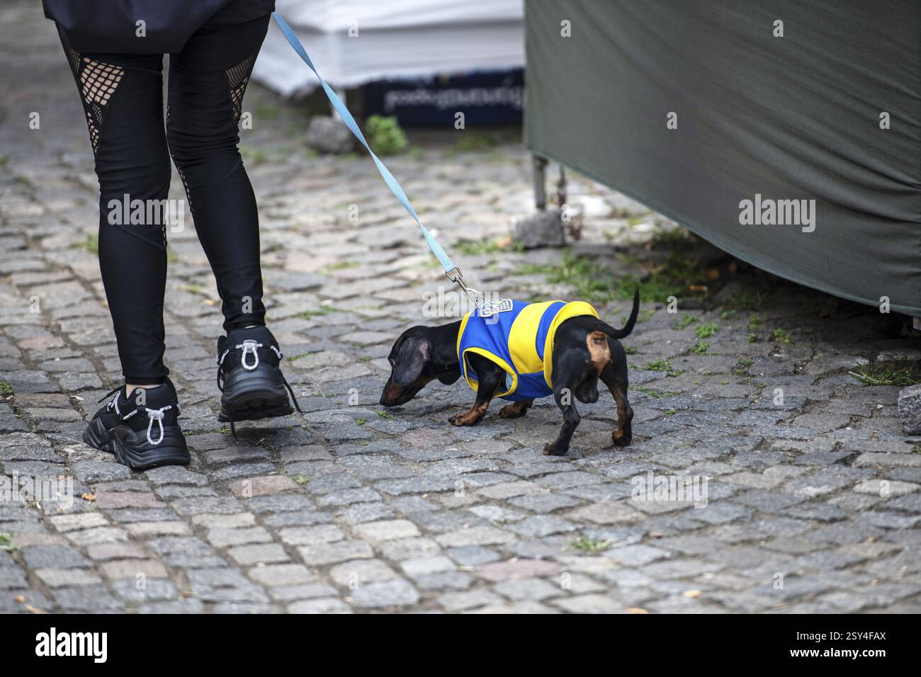 Dackel mit La Boca Juniors Fußballtrikot, Buenos Aires, Argentinien, Südamerika Stockfoto