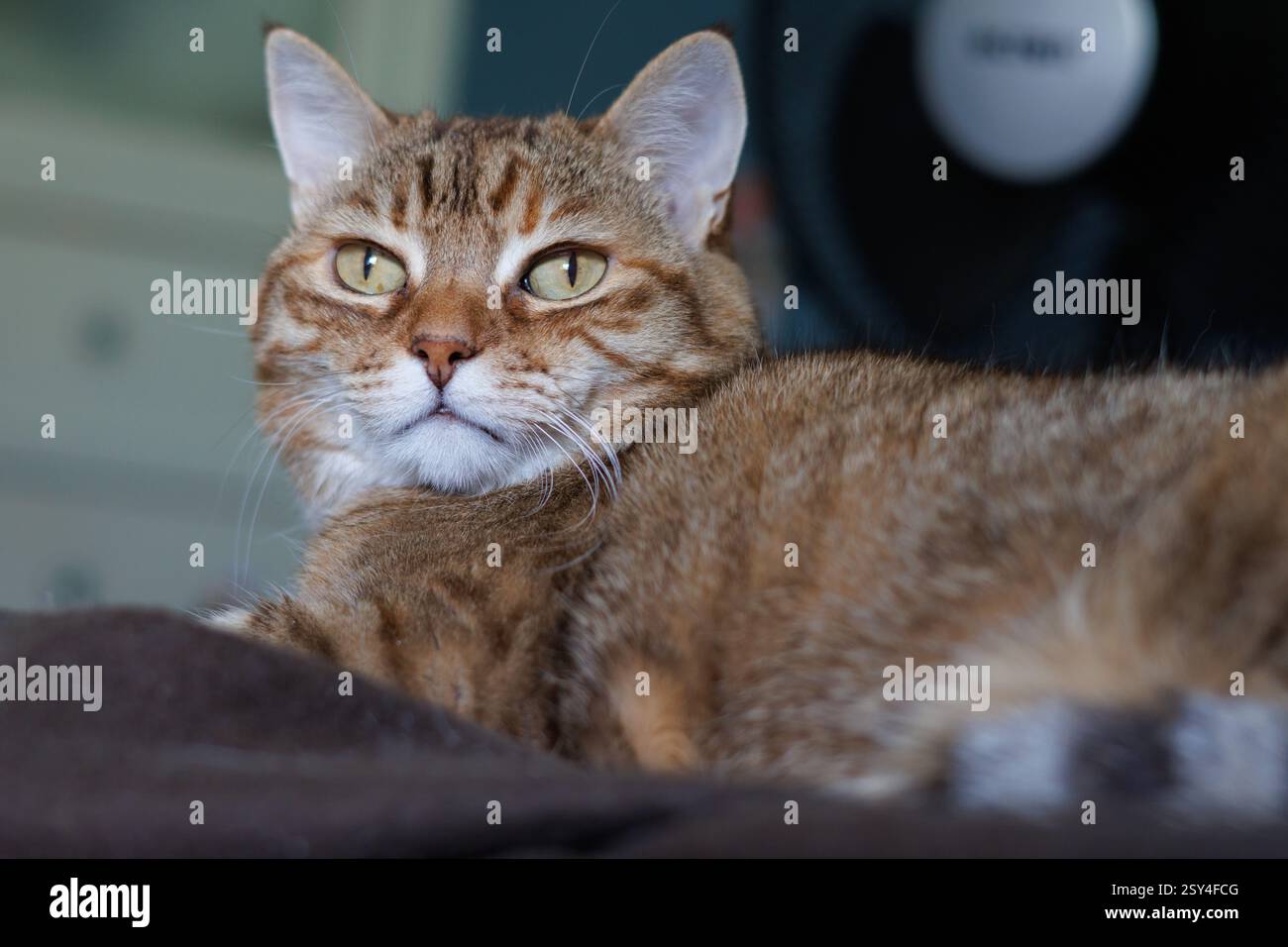 Tabby-Katze mit unbeschwertem Ausdruck, Alcoy, Spanien Stockfoto