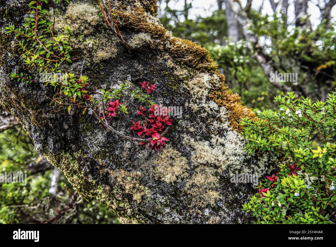 Moose und Flechten in der Strandzone des Aquilar-Gletschers, Cordillera Darwin, nordöstliche Ausläufer des Beagle-Kanals, Tierra del Fuego, Tierra d Stockfoto