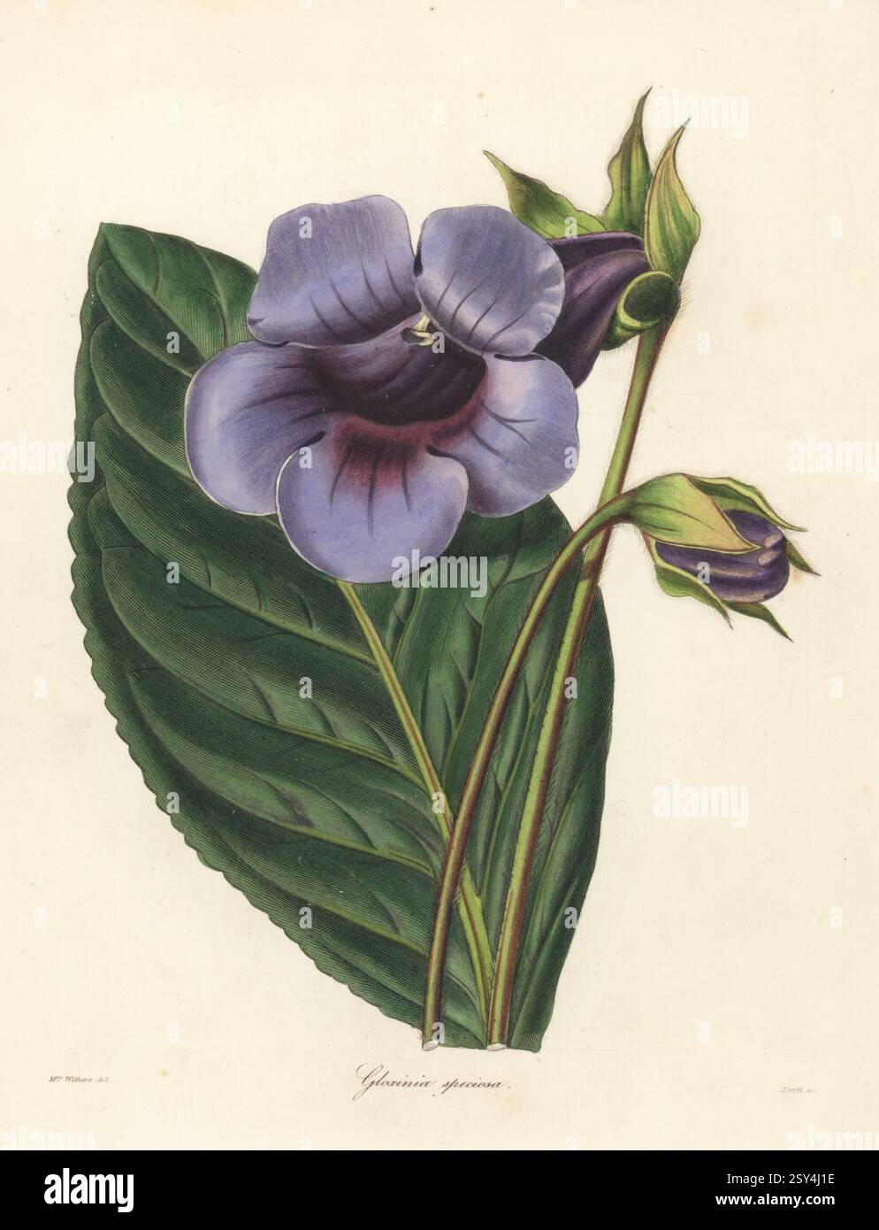 Gloxinia des Blumenhandels oder brasilianische Gloxinia, Sinningia speciosa. Auffällige Gloxinia, Gloxinia speciosa. Gebürtig in Brasilien, gezüchtet im Garten von Mrs. Lawrence von Drayton Green. Handkolorierter Kupferstich von S. Nevitt nach einer botanischen Illustration von Augusta Withers aus Benjamin Maund und Reverend John Stevens Henslows The Botaniker, London, 1838. Augusta Innes Withers (1793–1877) war Blumenmaler im Allgemeinen der Königin Adelaide. Stockfoto