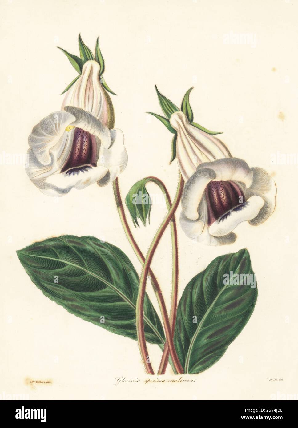 Sinningia speciosa Hybrid. Shewy caulescent gloxinia, Gloxinia speciosa-caulescens. Handkolorierter Kupferstich von S. Nevitt nach einer botanischen Illustration von Augusta Withers aus Benjamin Maund und Reverend John Stevens Henslows The Botaniker, London, 1838. Augusta Innes Withers (1793–1877) war Blumenmaler im Allgemeinen der Königin Adelaide. Stockfoto