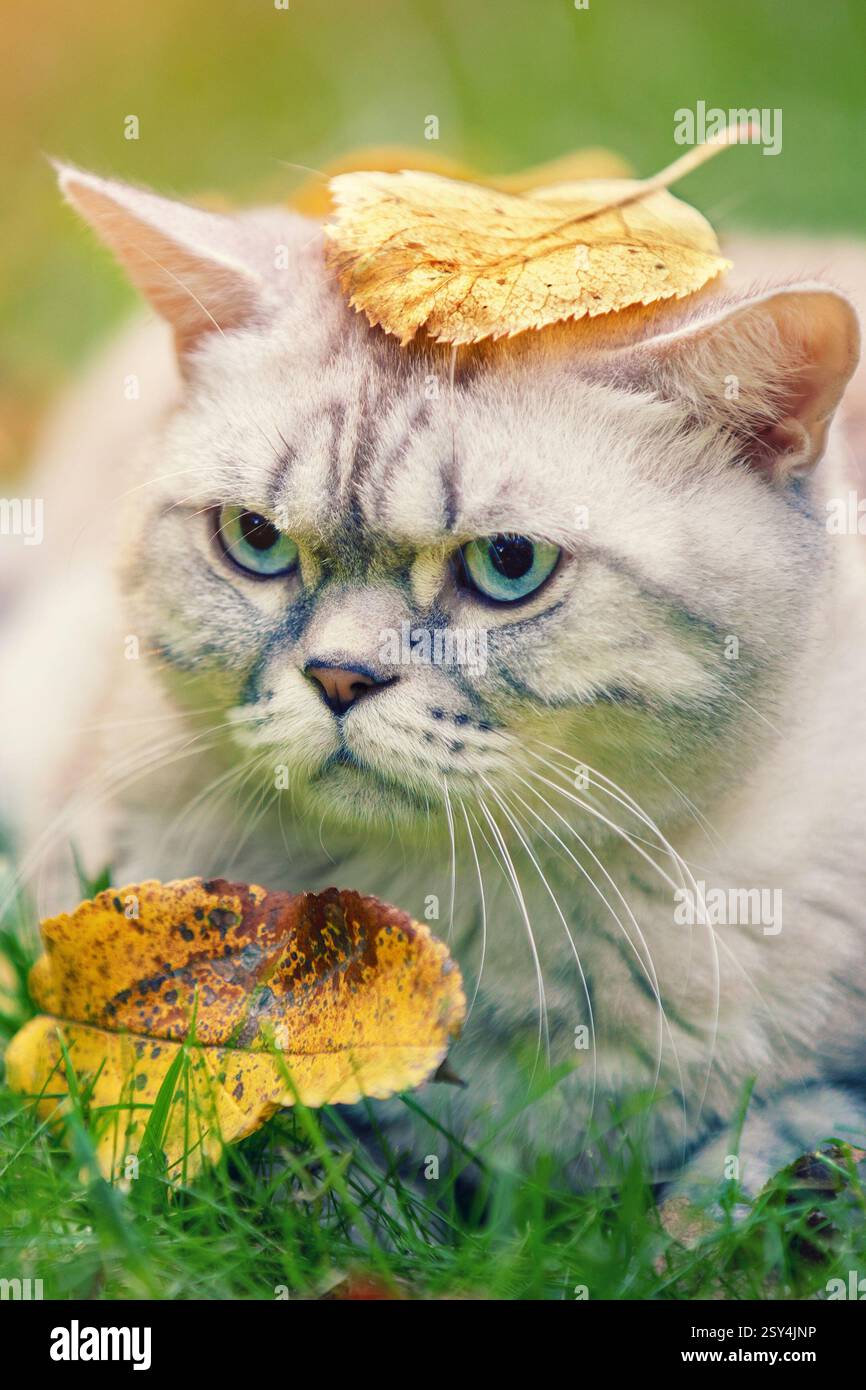 Niedliche Katze mit einem Blatt auf dem Kopf im Herbst draußen. Die Katze liegt auf dem Gras. Vertikales Bild Stockfoto