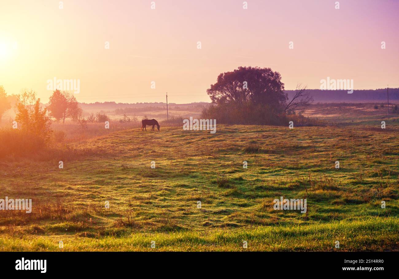 Ländliche Landschaft am nebeligen Morgen. Sonnenaufgang auf dem Land Stockfoto